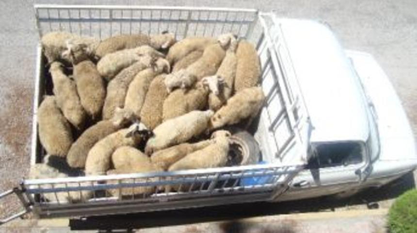 Hayvan Hırsızları Yakalandı