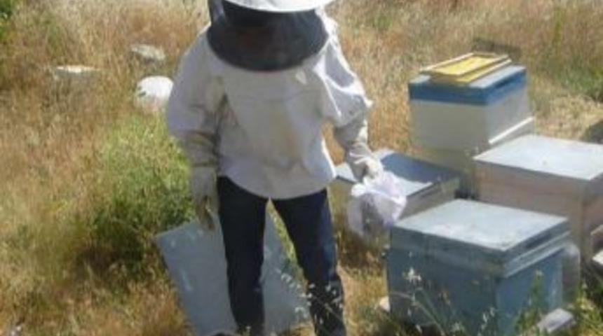 Arı Kovanlarını &Ccedil;aldılar