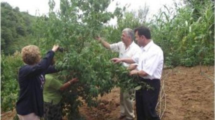 Karadeniz B&ouml;lgesi&rsquo;nin İlk Ve Tek Kızılcık Bah&ccedil;esinde Hasat Başladı