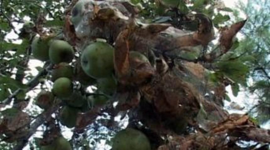 Selden Sonra Samsun &Ccedil;ift&ccedil;isini Bir De Tırtıl Vurdu