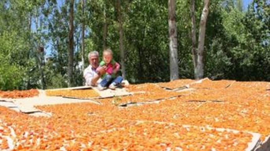 Kayısı Kurutma D&ouml;nemi Başladı