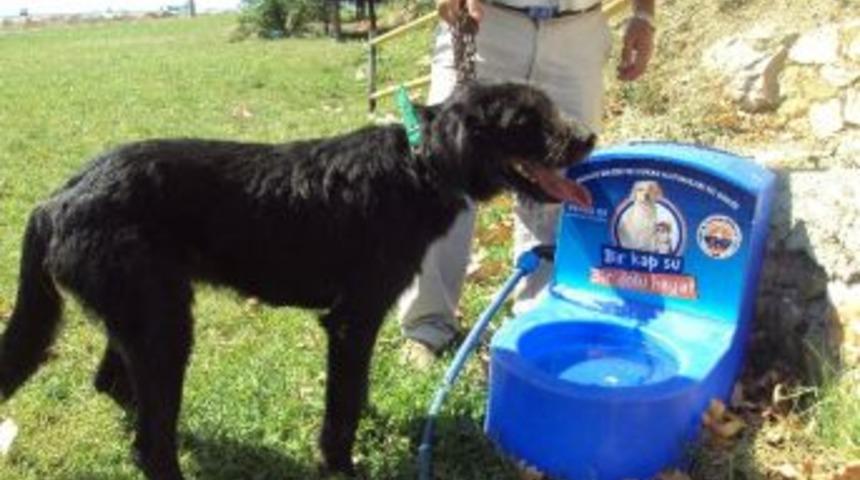 Sokak Hayvanları Susuz Kalmayacak