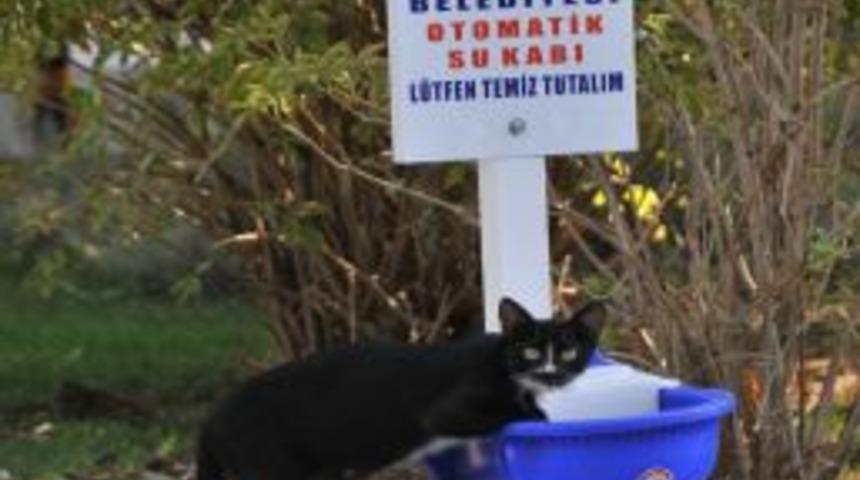 Sokak Hayvanlarına Otomatik Suluk