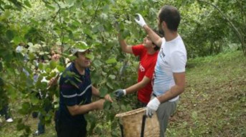 Chp Trabzon'da Fındık Bah&ccedil;esine Girdi