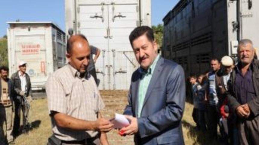 K&uuml;tahya'da Damızlık Hayvan Dağıtımı