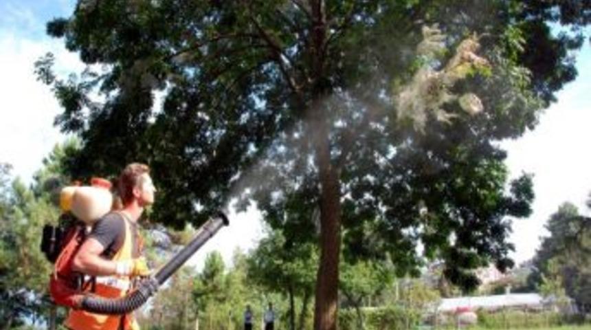 &Uuml;nye&rsquo;de Amerikan Kelebeği İle M&uuml;cadele