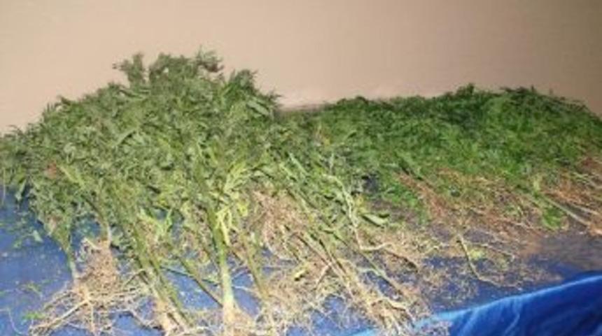 Jandarmadan Hint Keneviri Operasyonu