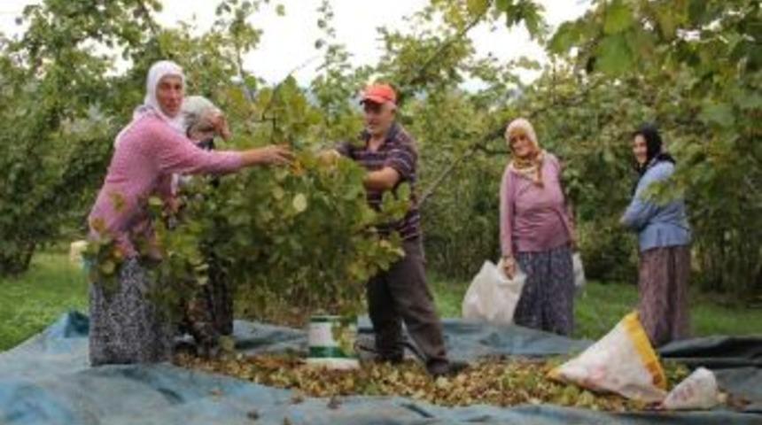 Fındık Üreticilerinde Destekleme Beklentisi