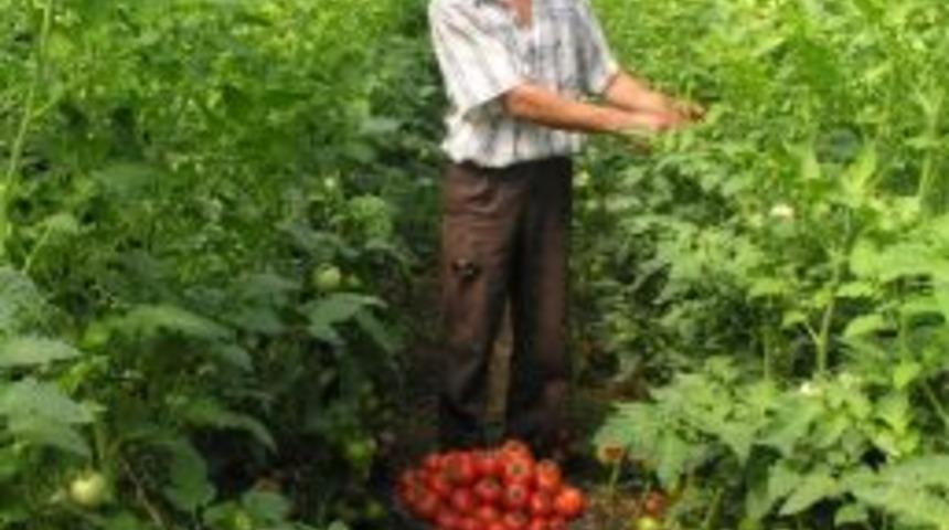 Aydın&rsquo;ın Geleceği Jeotermal Seracılık