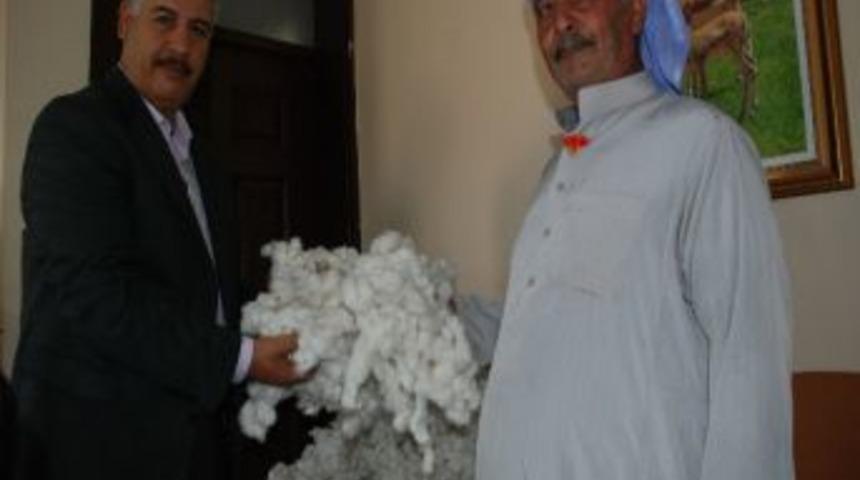 Yılın İlk Pamuğu Satıldı