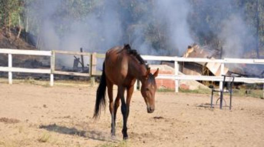 Edirne’de At Çiftliğinde Yangın: 7 At Telef Oldu