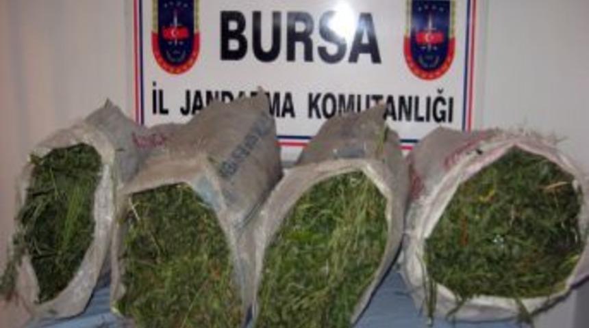 Devriye Gezen Jandarma Ekibi, 27 Kilo Kenevir Ele Ge&ccedil;irdi