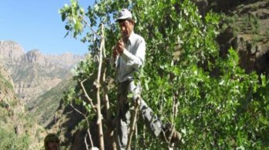Hakkari'de Menengi&ccedil; Ağa&ccedil;larına Fıstık Aşılama Projesi