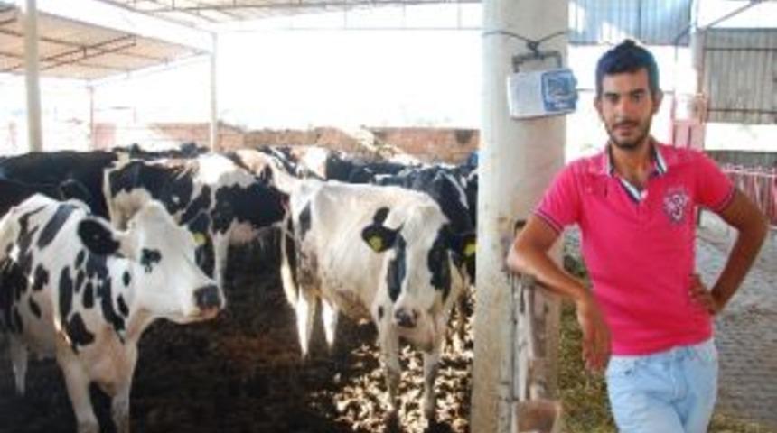 Klasik M&uuml;zik Dinleyen İneklerin Verimi Tavan Yaptı