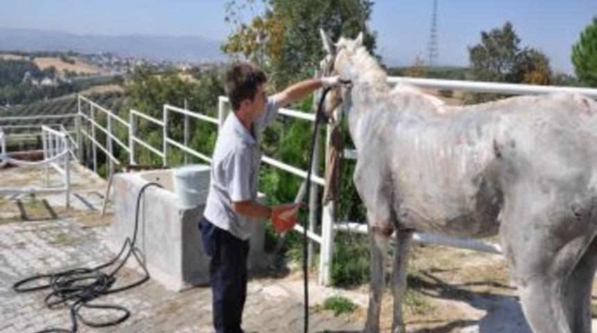 Yolda Yaralı Bulunan At Tedavi Ediliyor