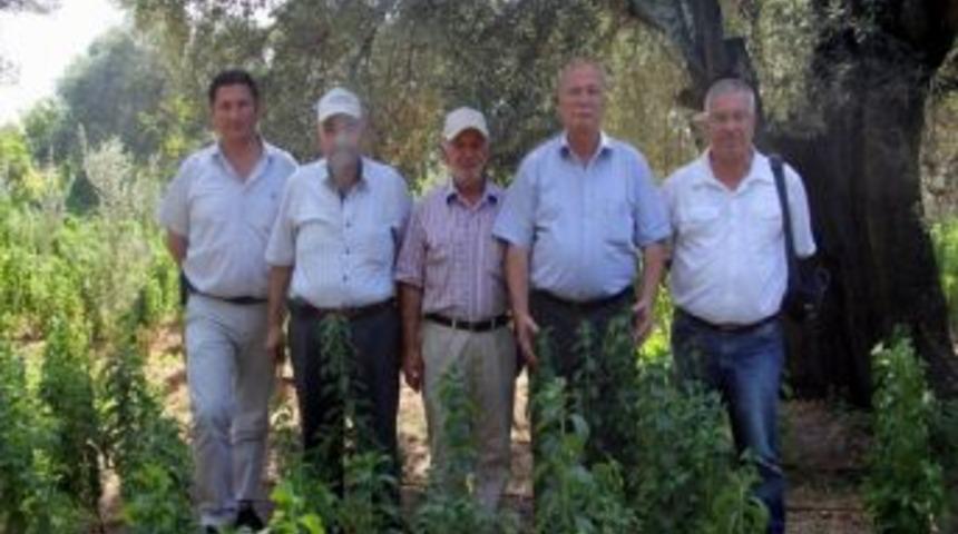 Burhaniye&rsquo;de Stevia &Uuml;retimine Başlandı