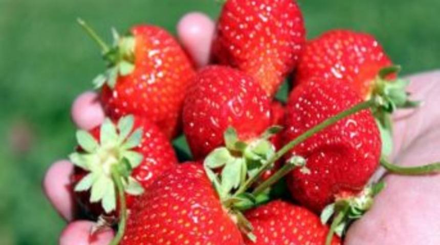 Yıldızeli&rsquo;nde Organik &Ccedil;ilek &Uuml;retimi Başladı