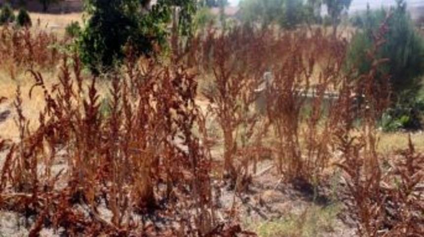 D&uuml;mrek Belde Mezarlığı Otlardan G&ouml;z&uuml;km&uuml;yor