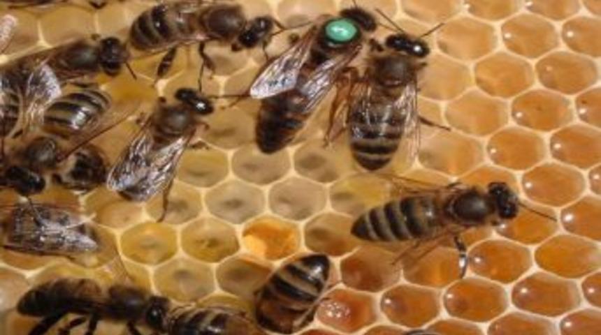 Ordu&rsquo;da Ana Arı Sorunu