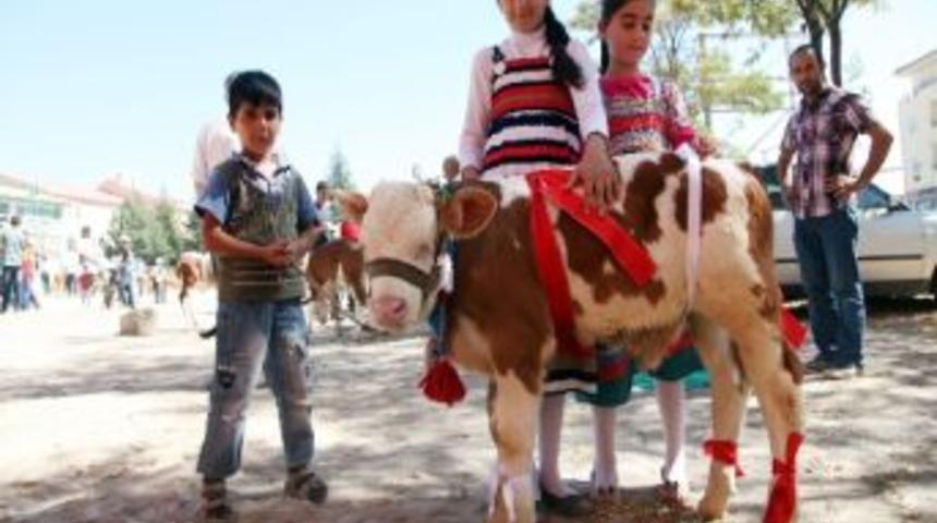 Buzağıların Renkli Yarışması