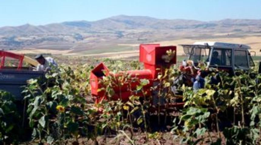 Yakıcı güneş altında ayçekirdeği topluyorlar