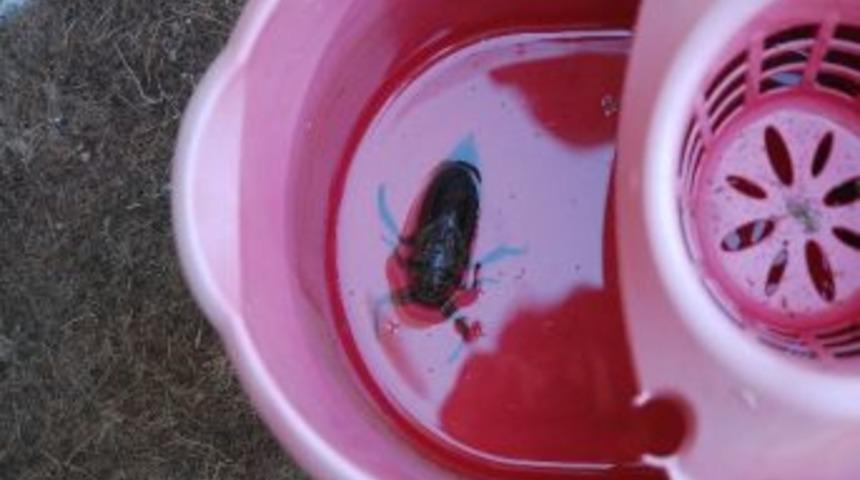 Gelibolu Sahilinde Dev Su B&ouml;ceği Yakalandı