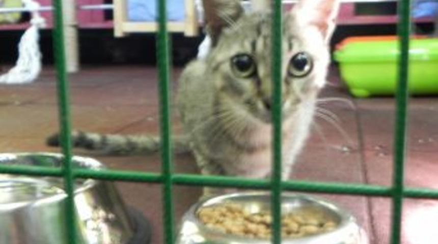 Kedi Beslenme &Uuml;nitesi A&ccedil;ıldı