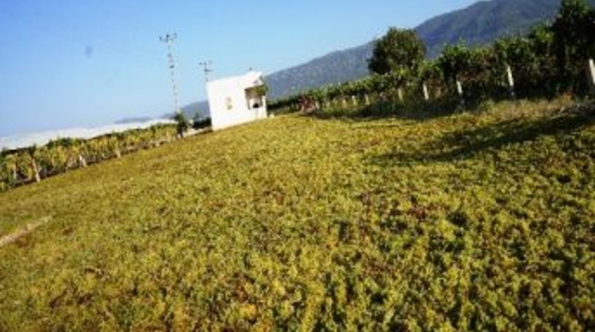 Sarıg&ouml;l &Uuml;z&uuml;m&uuml;n&uuml; Seriyor