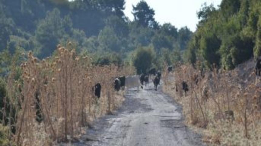 İzmir'de Sıcaklar Yabani Hayvanları Da Etkiledi