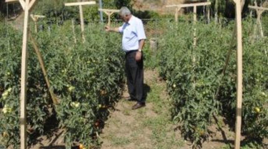 Hizan&rsquo;da İlk Kez Uygulanan 'sırıkta Domates&rsquo;de B&uuml;y&uuml;k Verim Alındı