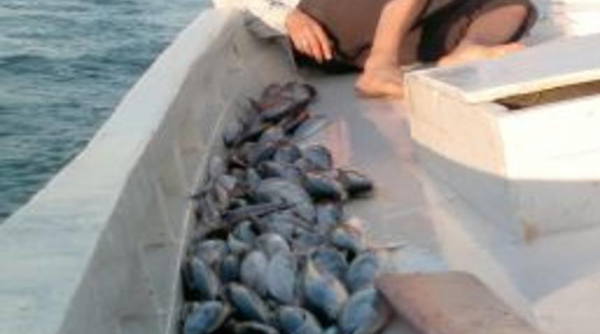 Amat&ouml;r Balık&ccedil;ıların Oltasına Takılan Palamutlar Balık&ccedil;ıları Sevindiriyor