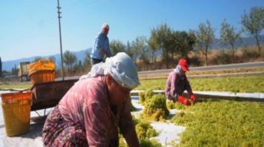 Kurşini K&uuml;fl&uuml; &Uuml;z&uuml;mleri Ayrı Kurutun