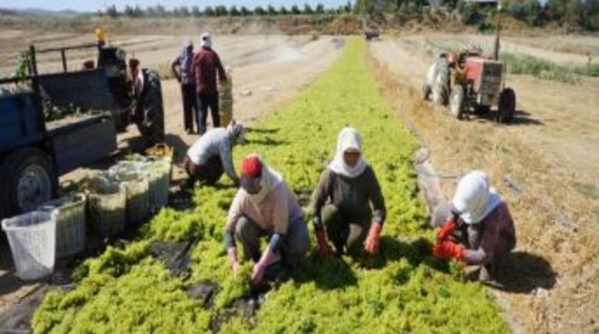 Sarıg&ouml;l'de &Uuml;z&uuml;m Hasadı Telaşı Başladı