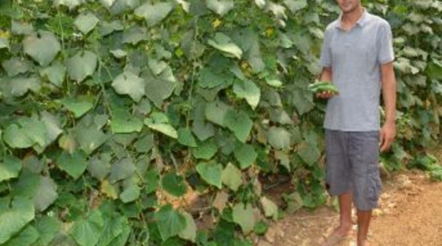 Salatalık Üreticileri Sıcaklardan Şikayetçi