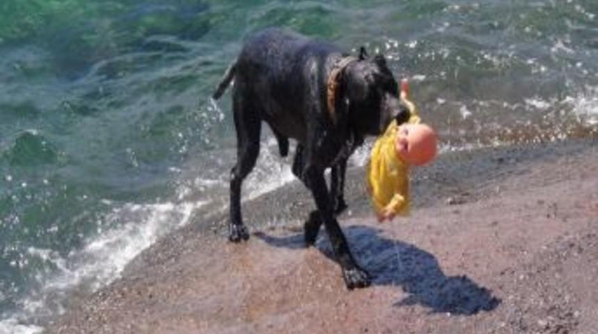 Van Gölü Sahilleri Cankurtaran Köpeklere Emanet