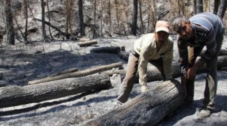 Suriye Yangını T&uuml;rk Ormancılara 250 Bin Tl'lik Zarar &Ccedil;ıkardı
