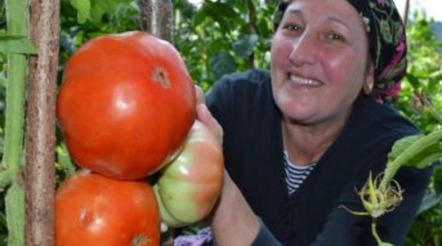 1 kiloluk dev domatesler şaşırtıyor