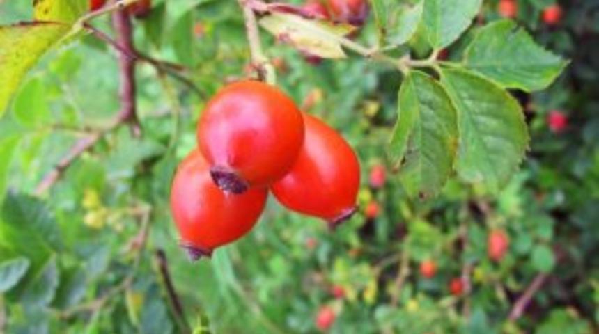 P Vitamini İhtiyacı