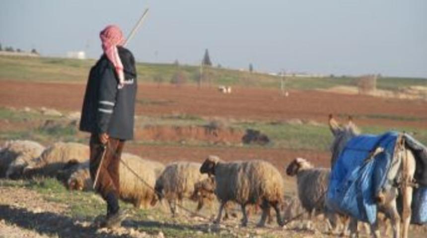 &Ccedil;obanlar Sonbaharı Bekliyor