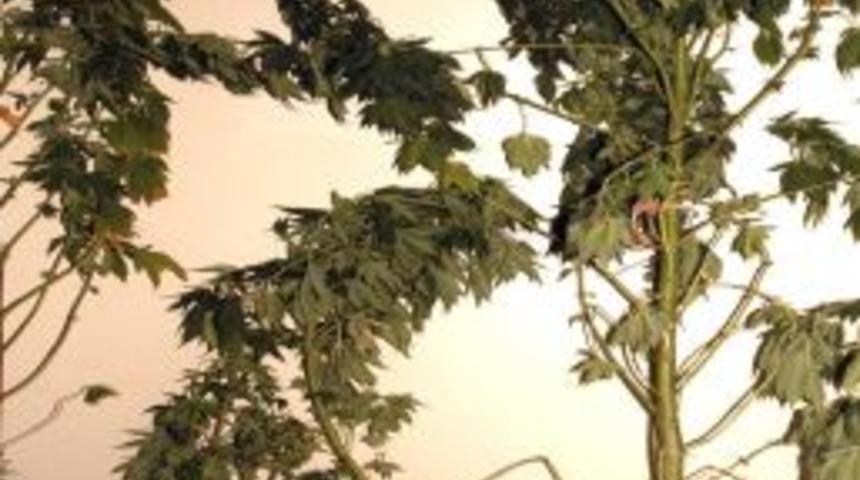 3 Metrelik Hint Keneviri Polisi Şaşırttı