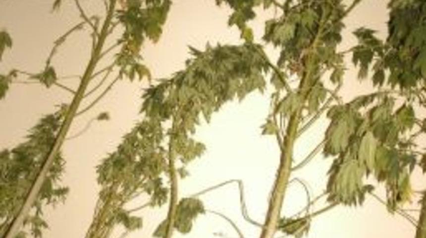 Kenevirin Boyu Bah&ccedil;e Duvarını Aşınca Yakalandı