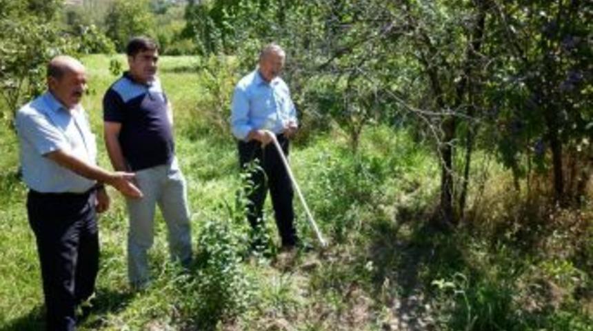 &Ccedil;ataksu K&ouml;y&uuml; Yabani Hayvanların Istilasına Uğradı