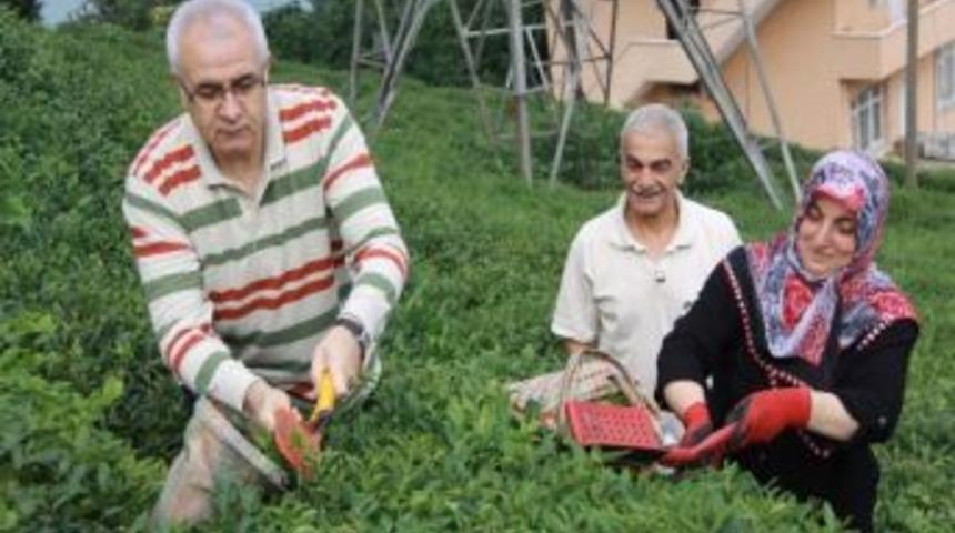 Vali &Ccedil;akır &Ccedil;ay Hasatı Yaptı