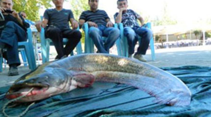 Dev balığı kıyıya 4 kişi çıkarabildi