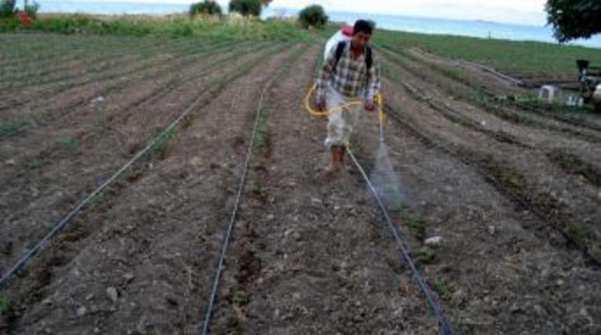 Datça’da Güz Domatesi Üretimi Her Geçen Yıl Artıyor