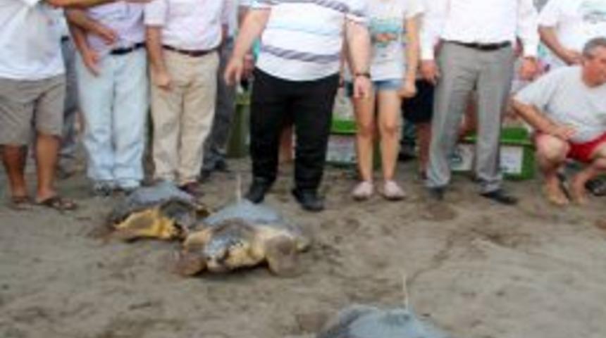 Uydu Cihazı Takılan Caretta Carettalar &Ouml;zg&uuml;rl&uuml;klerine Kavuştu