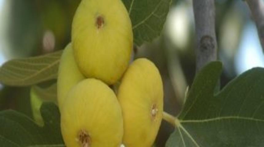 Aydın'dan 60 Ton İncir İhra&ccedil; Edildi