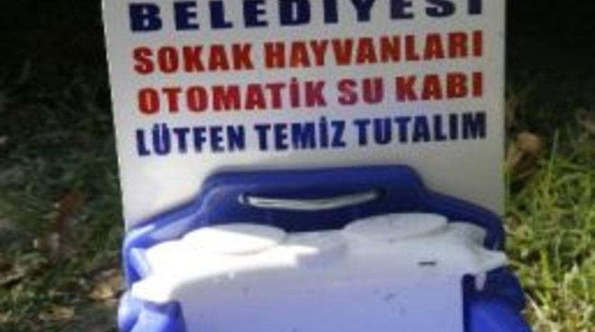 Sokak Hayvanları İçin Su Kabı