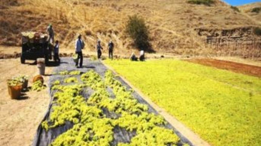 Sultaniye &Uuml;z&uuml;m&uuml; Dağlara Serilmeye Başlandı