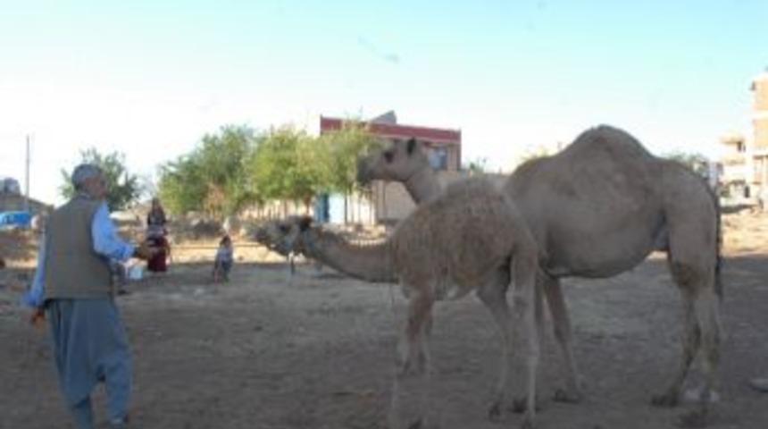 Geçimini Deve Sütü Satarak Sağlıyor